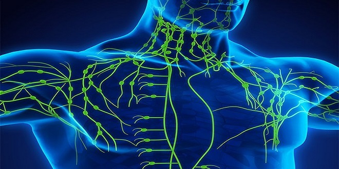 The Lymphatic System and Immunity