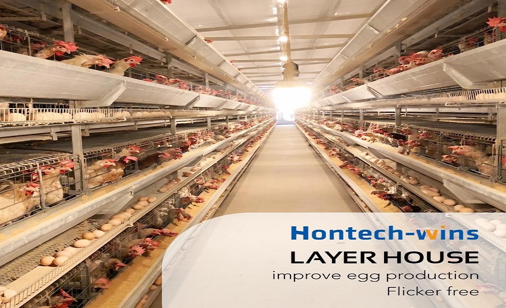 LED Lights For Your Laying Hens